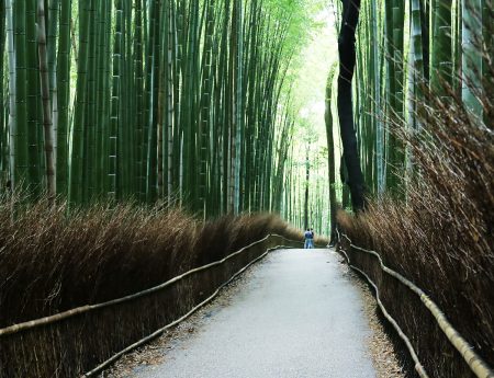 Japonia fara plan – Kyoto, nenumarate temple si o padure de bambusi